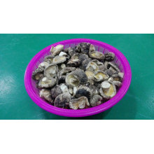 Bolsa Seca de Shiitake Seca Suave 3kg